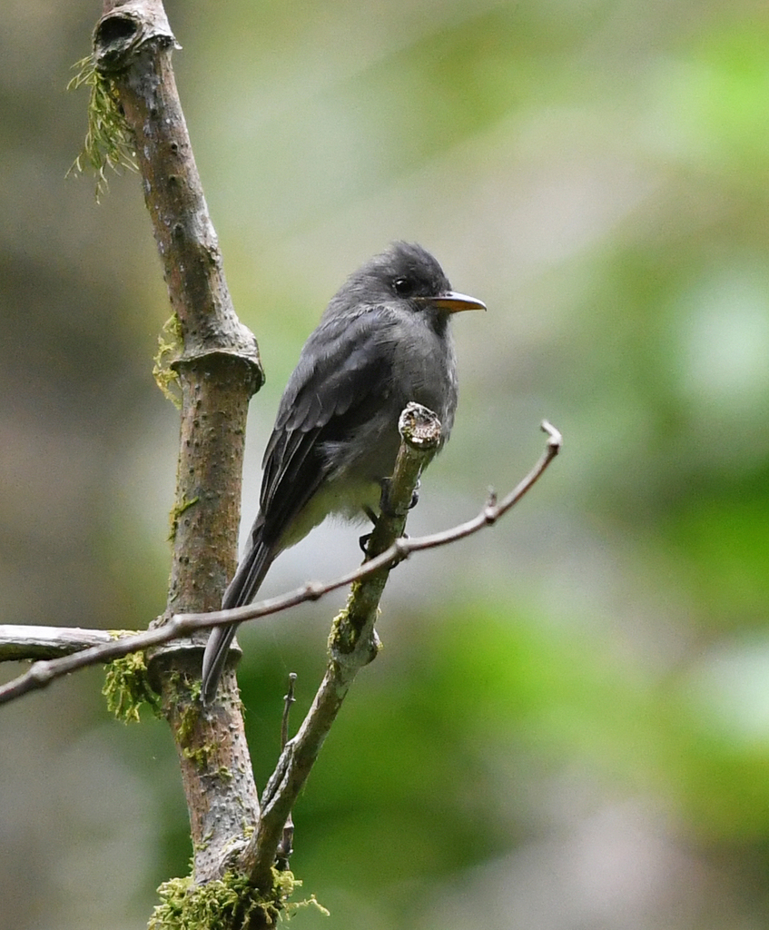 Dark Pewee photo