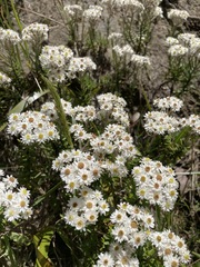 Anaphalioides subrigida