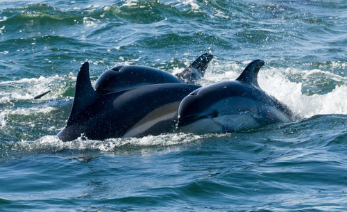 Atlantic White-sided Dolphin