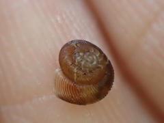 Discus whitneyi