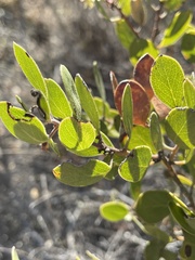 Arctostaphylos purissima