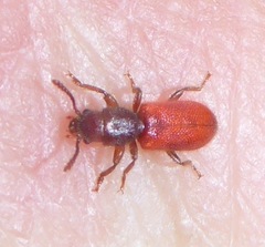 Zenodosus sanguineus