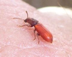 Zenodosus sanguineus