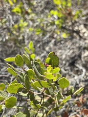 Arctostaphylos purissima