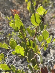 Arctostaphylos purissima