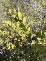 Arctostaphylos purissima