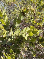 Arctostaphylos purissima
