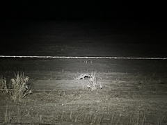 Vulpes macrotis mutica