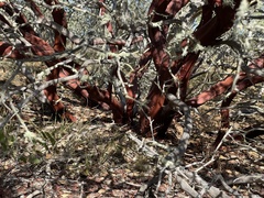 Arctostaphylos purissima
