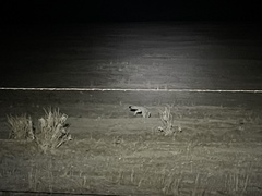 Vulpes macrotis mutica