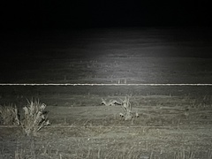 Vulpes macrotis mutica