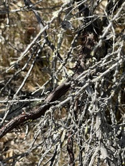 Arctostaphylos purissima