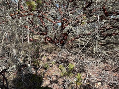 Arctostaphylos purissima