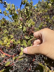 Arctostaphylos purissima