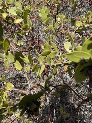Arctostaphylos purissima