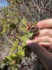 Arctostaphylos purissima