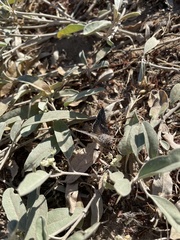 Arctostaphylos purissima