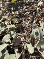 Arctostaphylos purissima