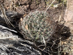 Mammillaria barbata