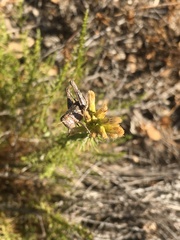 Oedaleonotus phryneicus