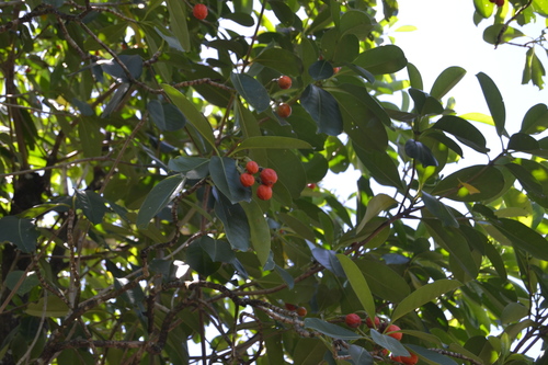 Fagraea berteroana observed 2016-10-15
