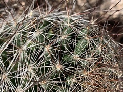 Mammillaria barbata