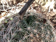 Mammillaria barbata