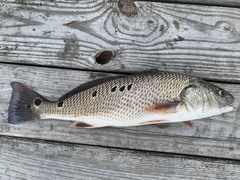 Sciaenops