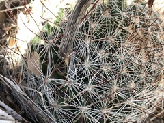 Mammillaria barbata