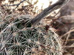 Mammillaria barbata