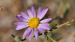 Dieteria asteroides asteroides