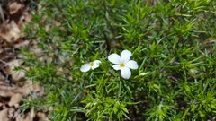 Leptosiphon floribundus glaber