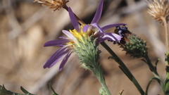 Dieteria asteroides asteroides