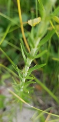 Liatris secunda