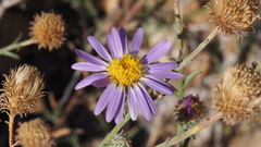 Dieteria asteroides asteroides