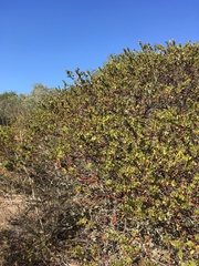 Arctostaphylos purissima purissima