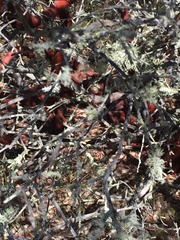 Arctostaphylos purissima purissima