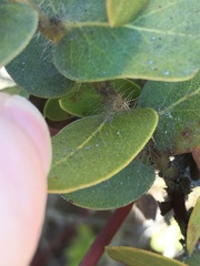 Arctostaphylos purissima purissima