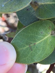 Arctostaphylos purissima purissima