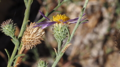 Dieteria asteroides asteroides