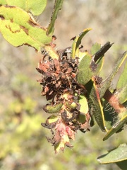 Arctostaphylos purissima purissima