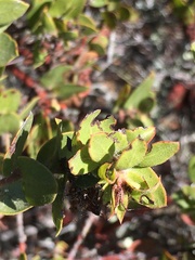 Arctostaphylos purissima purissima