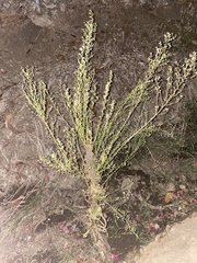Asteroideae