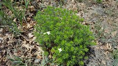Leptosiphon floribundus glaber