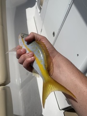 Ocyurus