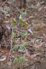 Goodenia panduriformis