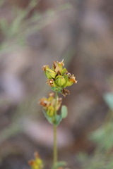 Goodenia panduriformis