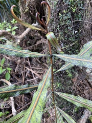 Pseudopanax crassifolius × lessonii
