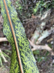 Pseudopanax crassifolius × lessonii