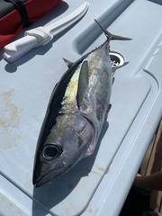 Thunnus atlanticus